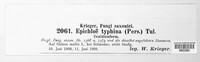 Epichloe typhina image